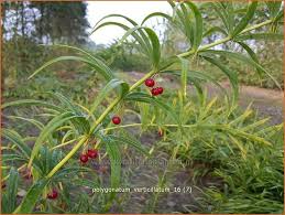Attēlu rezultāti vaicājumam “Polygonatum verticillatum fruit”