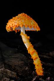 Attēlu rezultāti vaicājumam “Flaviporus citrinellus”