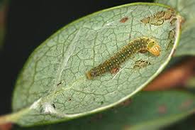 Attēlu rezultāti vaicājumam “Ancylis myrtillana”