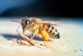 Attēlu rezultāti vaicājumam “Apis mellifera”