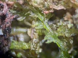 Attēlu rezultāti vaicājumam “Cephalozia loitlesbergeri”