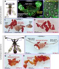 Attēlu rezultāti vaicājumam “Cribraria macrocarpa stalked”