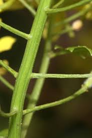 Attēlu rezultāti vaicājumam “Sinapis arvensis leaf”