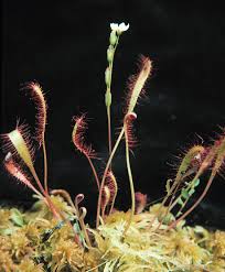 Attēlu rezultāti vaicājumam “Drosera anglica fruit”