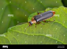 Attēlu rezultāti vaicājumam “Cantharis nigricans”