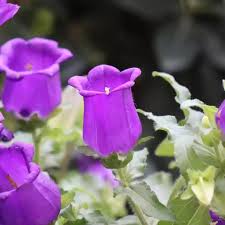 Image result for Marienglockenblumen