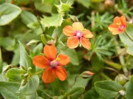 Image result for Anagallis arvensis