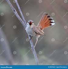 Image result for Cercotrichas galactotes