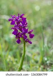Attēlu rezultāti vaicājumam “Dactylorhiza russowii leaf”