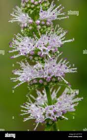 Attēlu rezultāti vaicājumam “Mentha spicata flower”