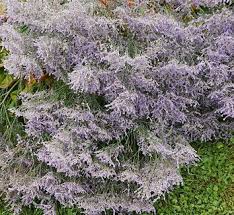 Attēlu rezultāti vaicājumam “Plumbaginaceae”