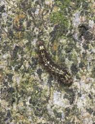 Attēlu rezultāti vaicājumam “Eilema depressa imago”