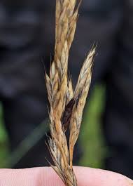 Attēlu rezultāti vaicājumam “Claviceps purpurea”