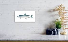 Image result for Coregonus artedi