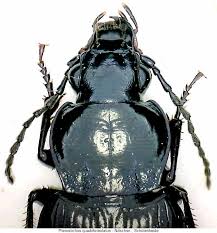 Attēlu rezultāti vaicājumam “Pterostichus quadrifoveolatus”