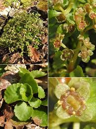 Attēlu rezultāti vaicājumam “Chrysosplenium alternifolium fruit”
