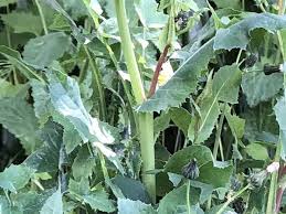 Attēlu rezultāti vaicājumam “Sonchus oleraceus leaf”