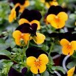 Attēlu rezultāti vaicājumam “Viola x williamsii”