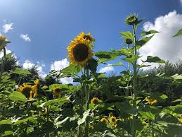 Image result for Charlton-On-Otmoor Cricket Club