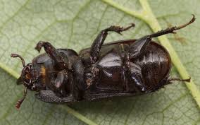 Attēlu rezultāti vaicājumam “Sinodendron cylindricum male”