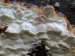 Attēlu rezultāti vaicājumam “Skeletocutis stellae”