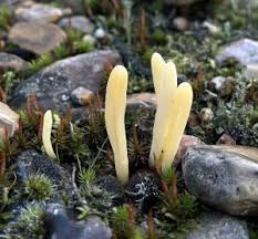 Attēlu rezultāti vaicājumam “Clavaria argillacea”