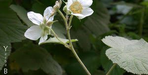 Attēlu rezultāti vaicājumam “Rubus parviflorus”