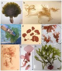 Attēlu rezultāti vaicājumam “Trichia ambigua stalked”