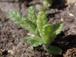 Attēlu rezultāti vaicājumam “Rhinanthus serotinus”