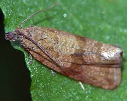 Attēlu rezultāti vaicājumam “Celypha striana”