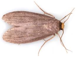 Attēlu rezultāti vaicājumam “Cribraria martinii”