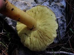 Attēlu rezultāti vaicājumam “Tricholoma flavovirens”