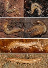 Attēlu rezultāti vaicājumam “Ommatoiulus vilnensis”