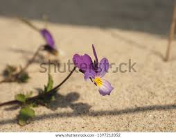 Attēlu rezultāti vaicājumam “Viola tricolor subsp. curtisii leaf”