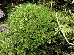 Attēlu rezultāti vaicājumam “Didymodon fallax var. brevifolius”