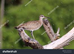 Image result for Numenius hudsonicus