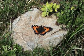 Image result for Small Tortoiseshell