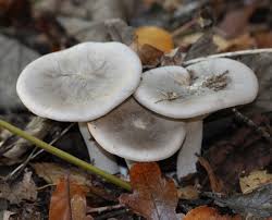 Attēlu rezultāti vaicājumam “Clitocybe nebularis”