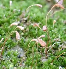 Attēlu rezultāti vaicājumam “Funaria hygrometrica sporophyte”