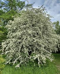 Attēlu rezultāti vaicājumam “Crataegus monogyna subsp. nordica”