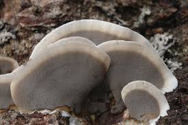 Attēlu rezultāti vaicājumam “Bjerkandera adusta”