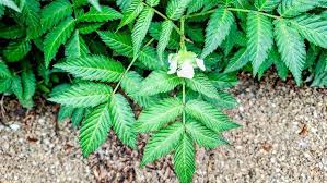 Attēlu rezultāti vaicājumam “Rubus illecebrosus fruit”