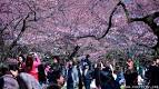 Hanami Party in Yoyogi Park | TokyoLuv