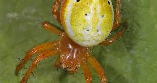 Attēlu rezultāti vaicājumam “Araniella”