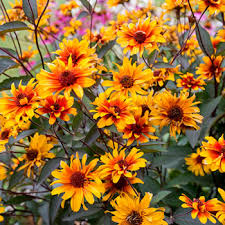 Image result for Heliopsis scabra