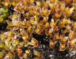 Attēlu rezultāti vaicājumam “Bryoerythrophyllum recurvirostrum sporophyte”