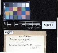 Attēlu rezultāti vaicājumam “Paludella squarrosa sporophyte”