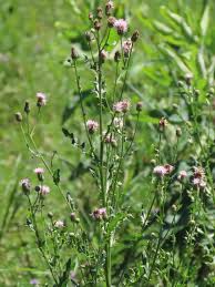Attēlu rezultāti vaicājumam “Cirsium arvense fruit”