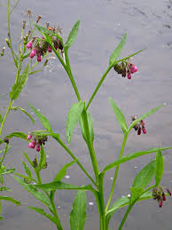 Image result for Symphytum officinale