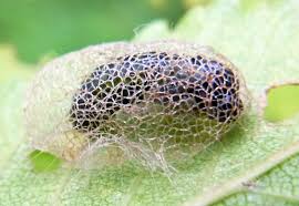 Attēlu rezultāti vaicājumam “Diprionidae cocoon”